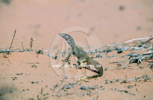 A close-in view of a Gould's monitor lizard, a sand dune predator. Innamincka Regional Reserve,Coongie Lake region,  South Australia, Australia.