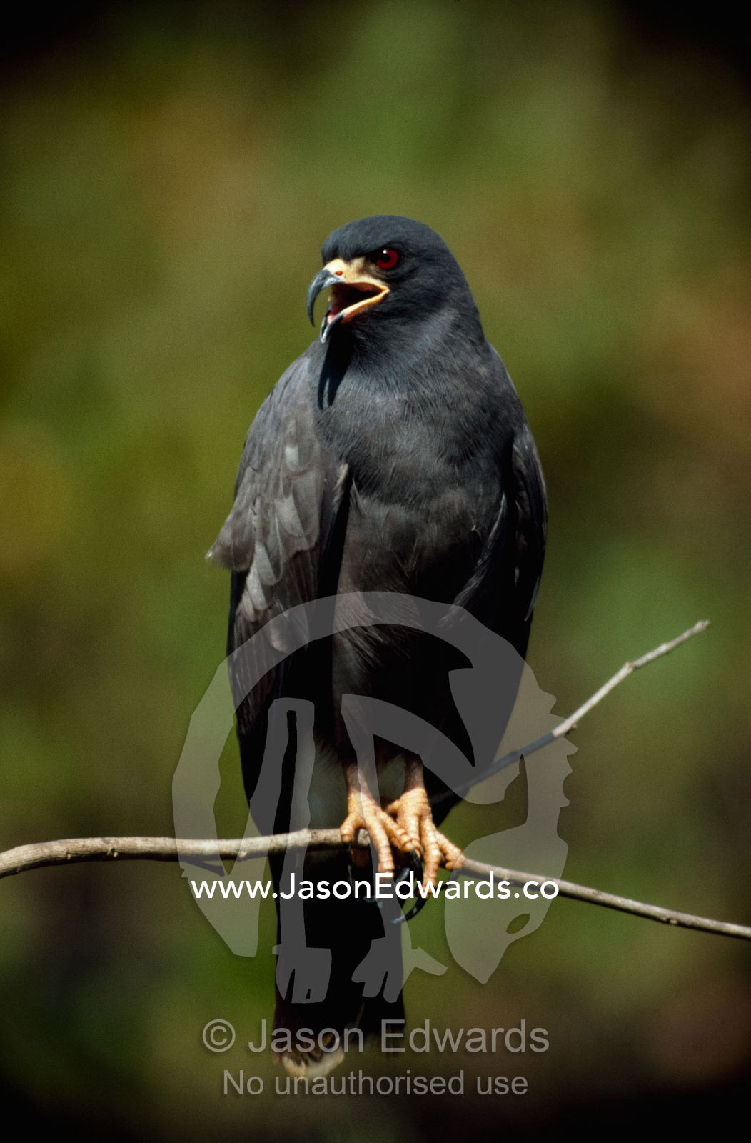 A snail kite bird (Rostrhamus sociabilis) vocalizes. Pantanal, Brazil.