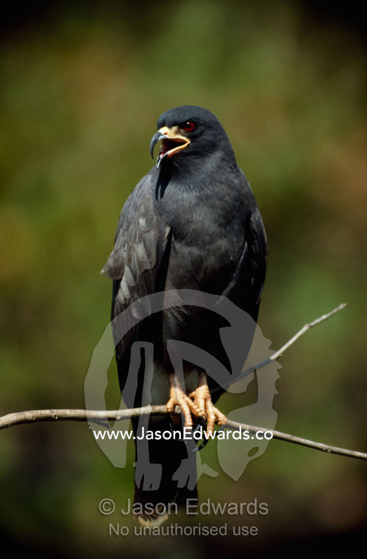 A snail kite bird (Rostrhamus sociabilis) vocalizes. Pantanal, Brazil.