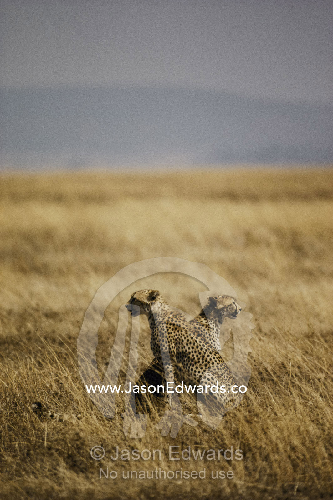 A coalition of brothers, two cheetahs examine the landscape. Serengeti National Park, Tanzania.
