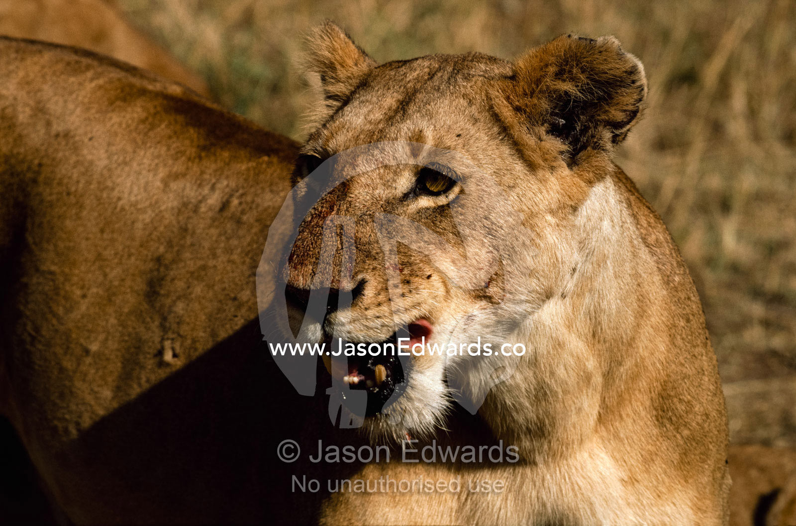 A portrait of a lioness licking her lips after feeding. Masai Mara, National Park, Kenya.
