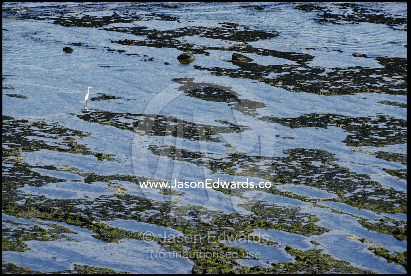 A great egret (Casmerodius albus) on an exposed reef. Peninsula Valdez, Patagonia, Argentina.