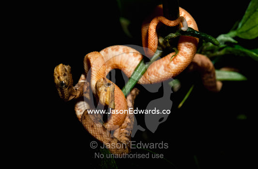 A pair of bocaraca eyelash vipers become entangled on a plant branch. Zoological Board of Victoria, Melbourne Zoo, Australia.