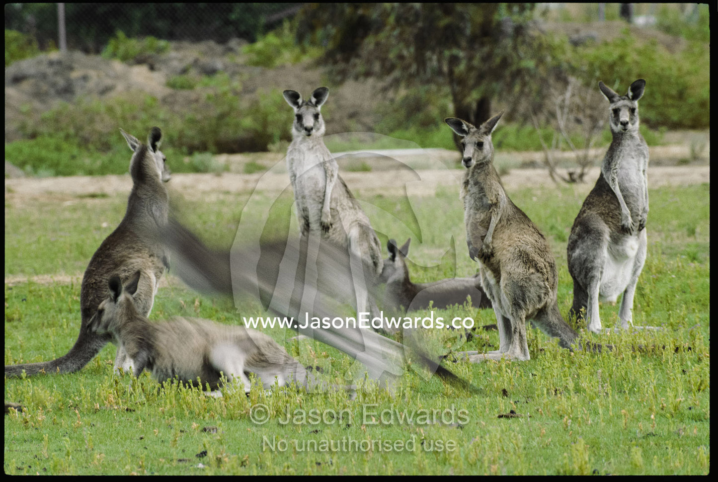 A group, or mob, of eastern gray kangaroos (Macropus giganteus). Victoria, Australia.
