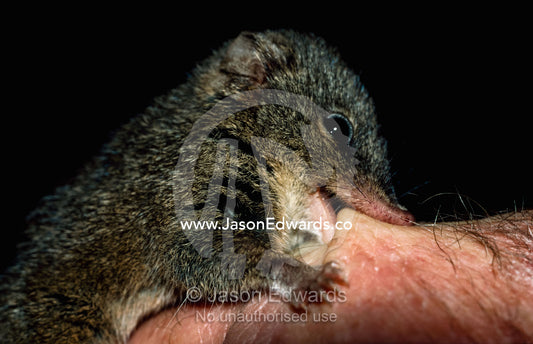 A dusky antechinus nibbles on a human hand. Upper Beaconfield, Victoria, Australia.