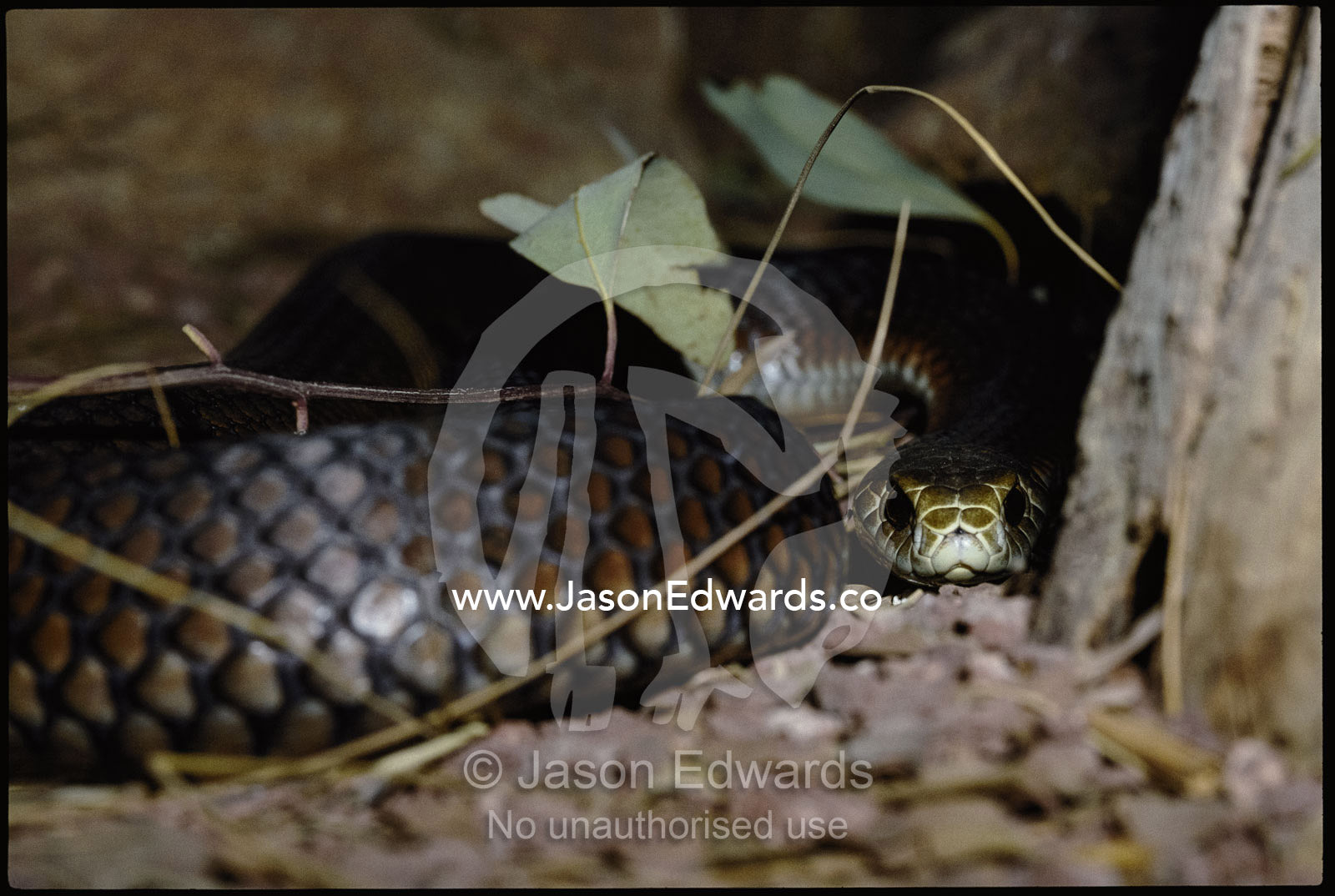 A close-view of an eastern brown snake, an extremely venomous snake. Kyabrum, Victoria, Australia.
