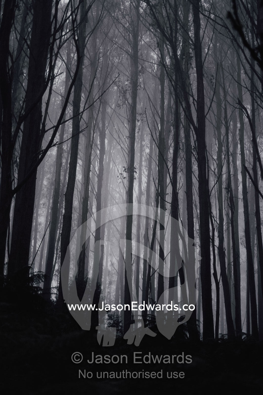 Twilight view of a forest of mountain ash trees shrouded in fog. Yarra Ranges National Park, Victoria, Australia.