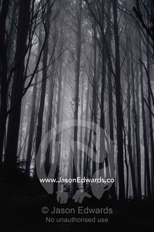 Twilight view of a forest of mountain ash trees shrouded in fog. Yarra Ranges National Park, Victoria, Australia.