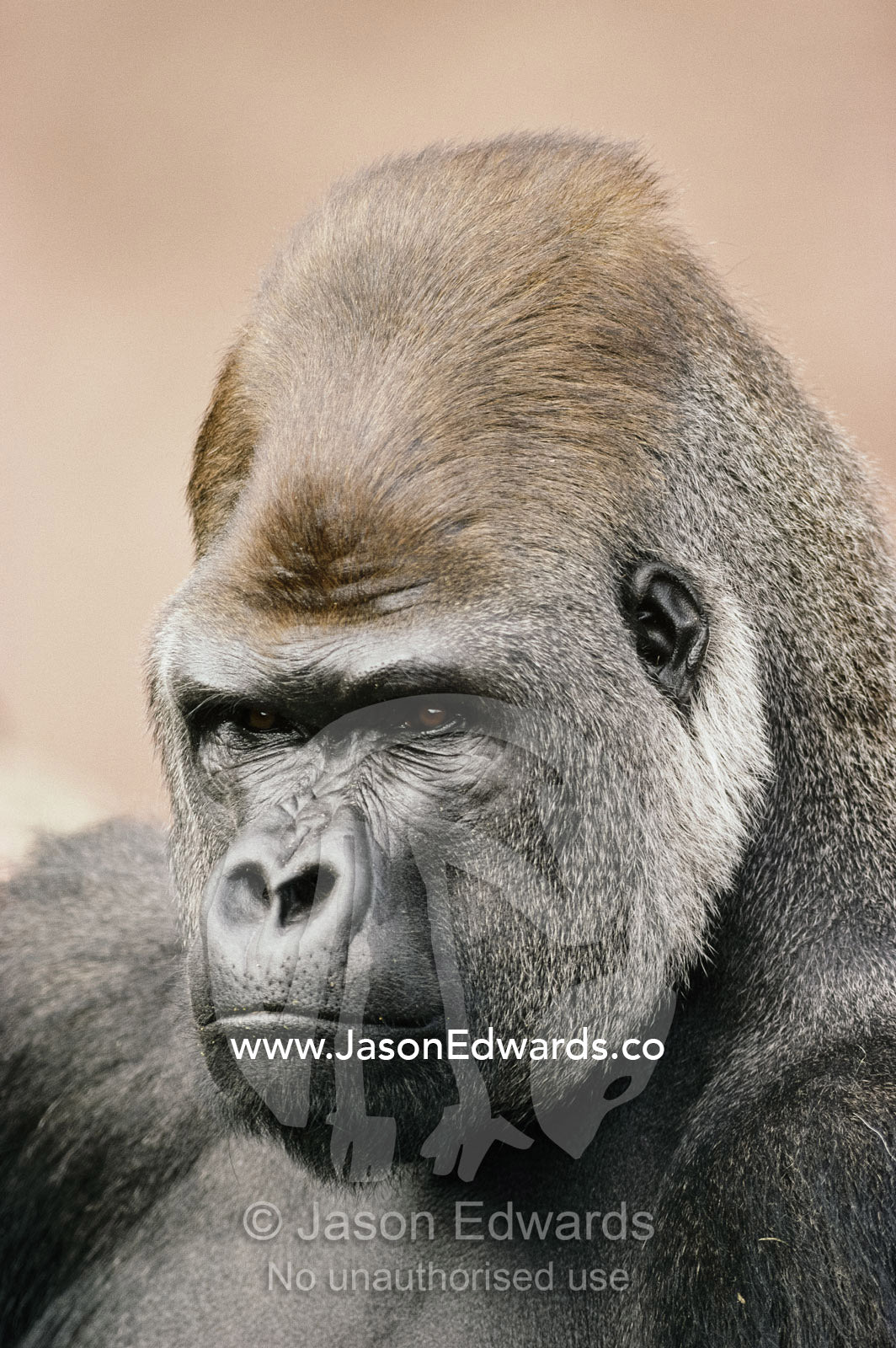 A portrait of a western lowland gorilla silverback. Melbourne Zoo, Melbourne, Victoria, Australia