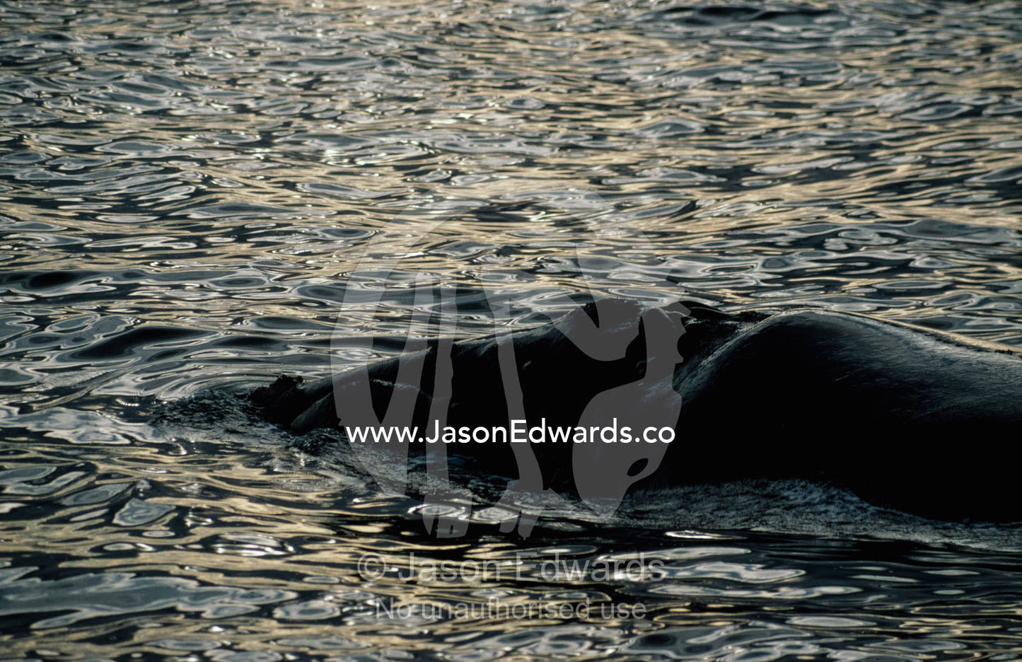 A southern right whale (Eubalaena australis) at sunset. Peninsula Valdez, Patagonia, Argentina.