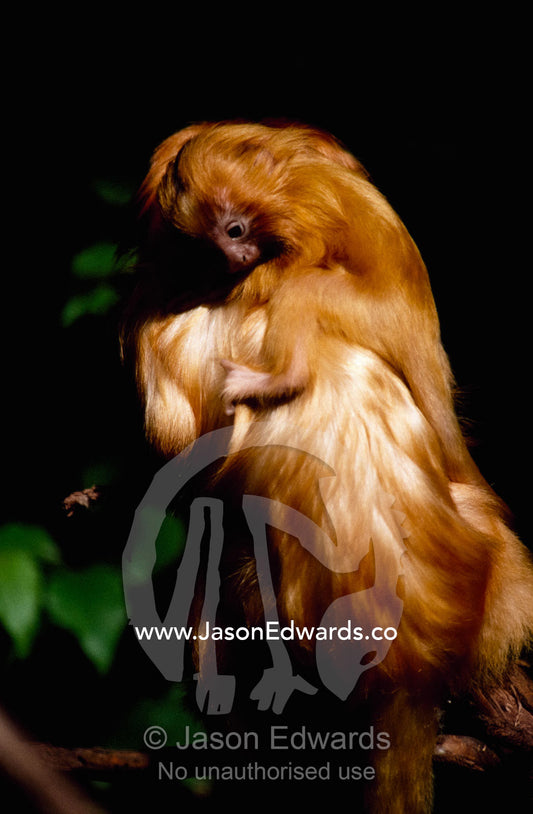 A mother golden lion tamarin carries her offspring on her back. Melbourne Zoo, Melbourne, Victoria, Australia.