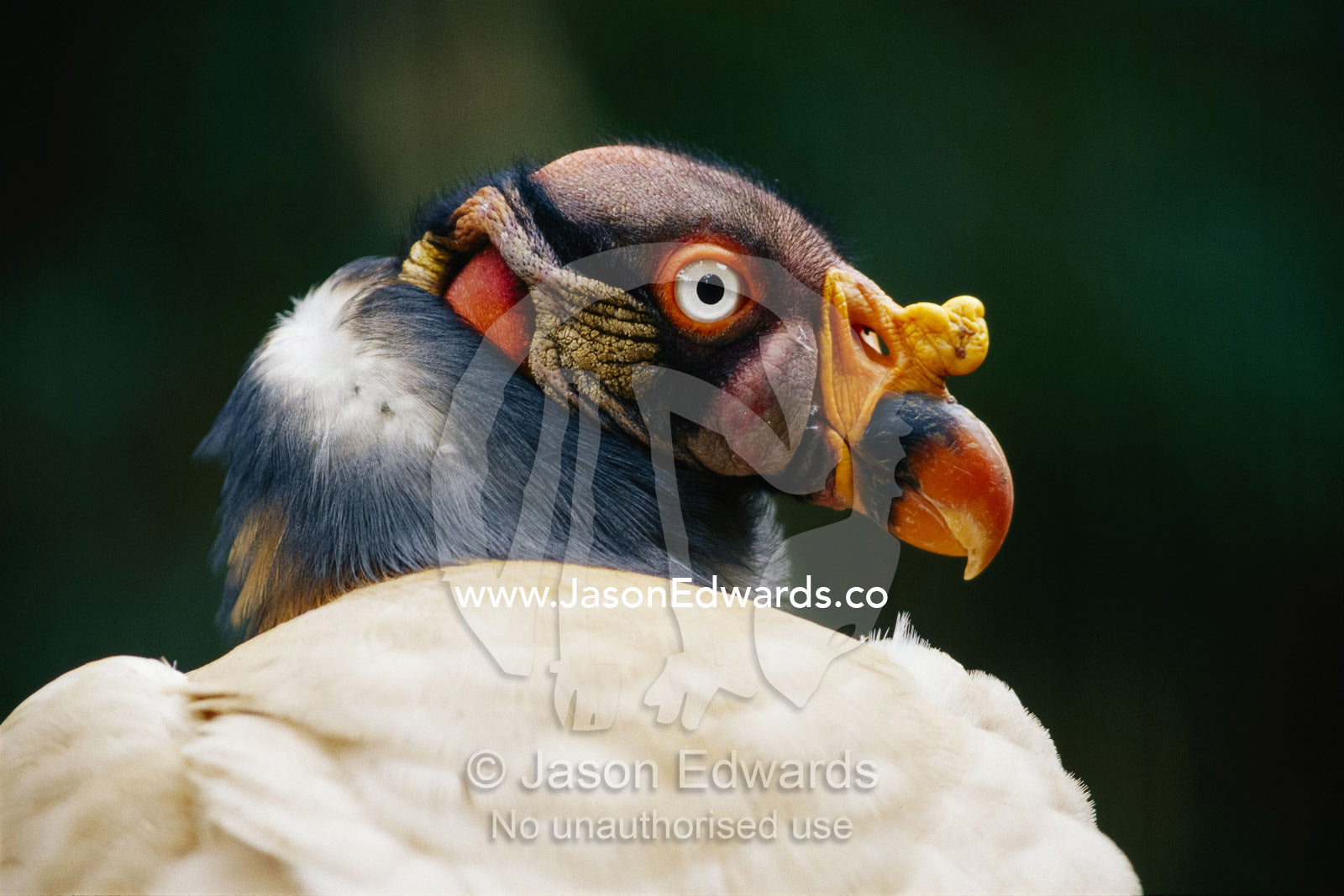 A king vulture in profile. Bronx Zoo, The Bronx, New York City, New York.