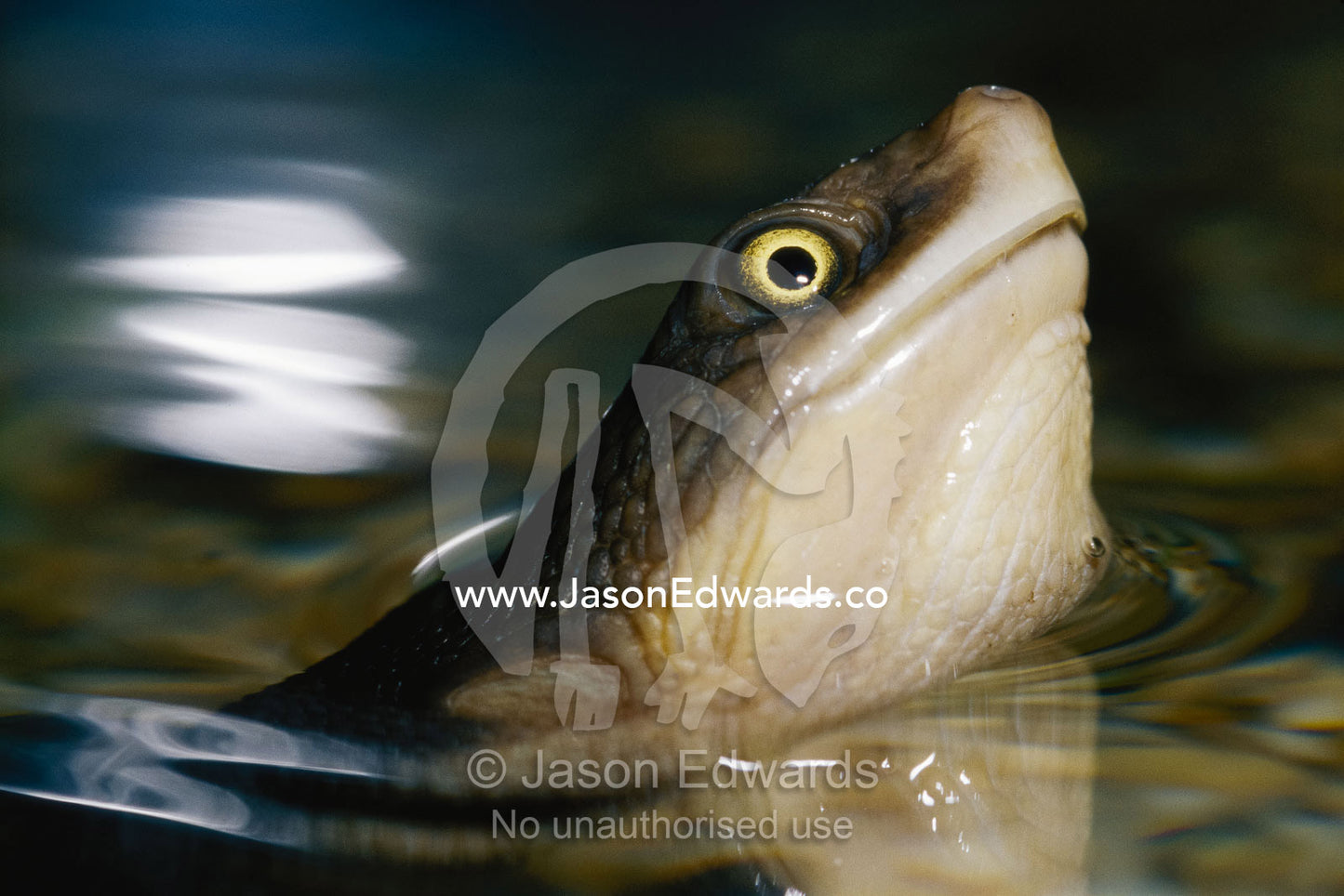 A long-neck turtle holds its head above water as it swims. Yarra Ranges National Park, Victoria, Australia.