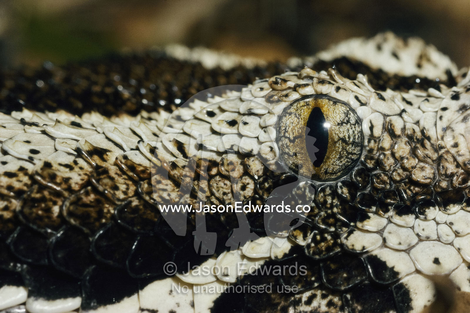 Close-view of the eye and  scales of a rhinoceros viper snake. Melbourne Zoo, Melbourne, Victoria, Australia.