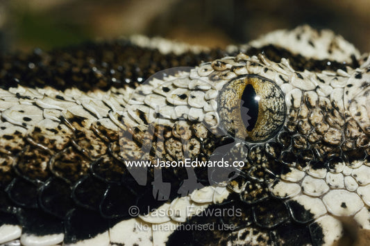 Close-view of the eye and  scales of a rhinoceros viper snake. Melbourne Zoo, Melbourne, Victoria, Australia.