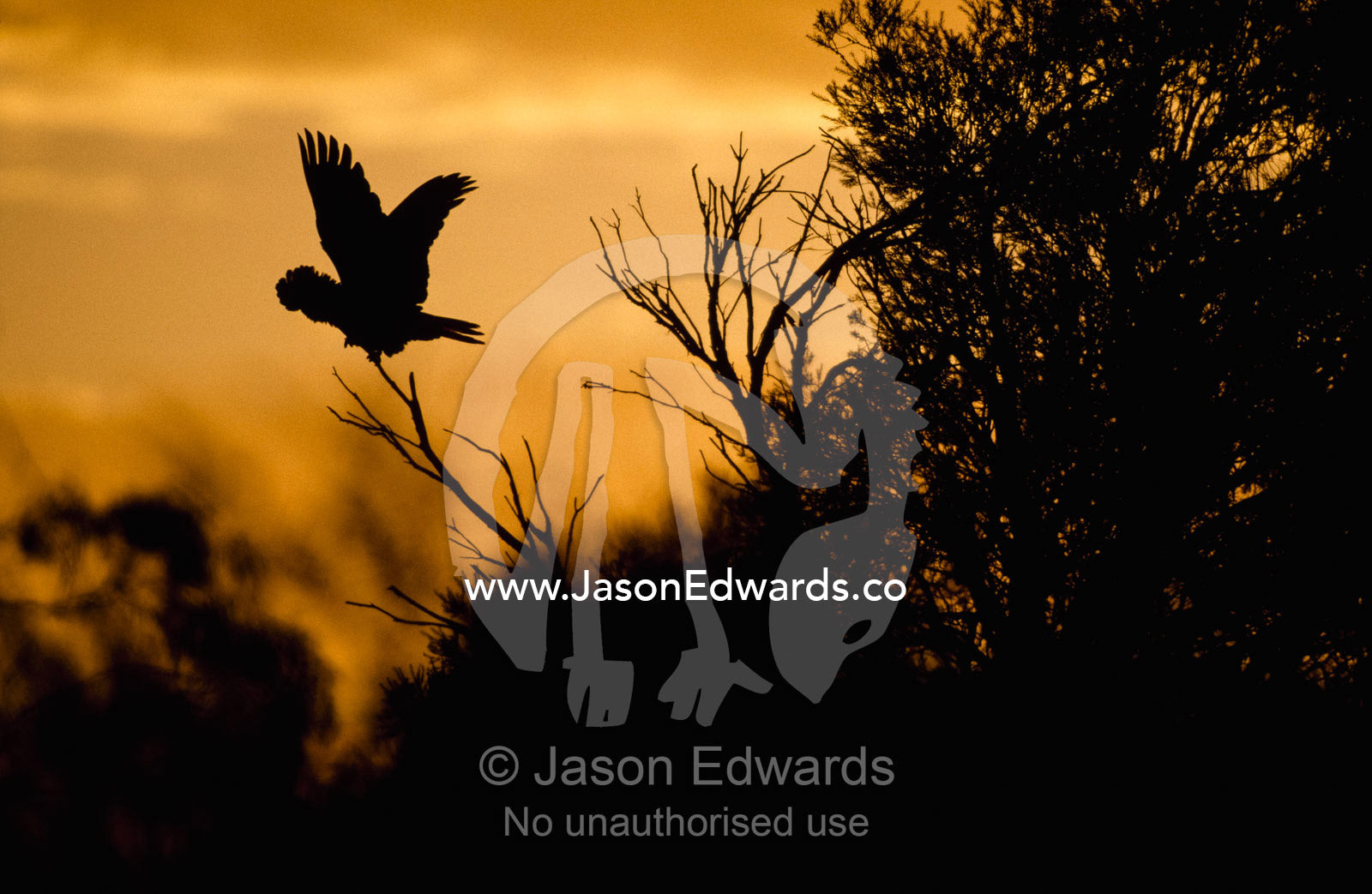A red-tailed black cockatoo soars at sunset. Western Australia, Australia.