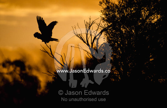A red-tailed black cockatoo soars at sunset. Western Australia, Australia.
