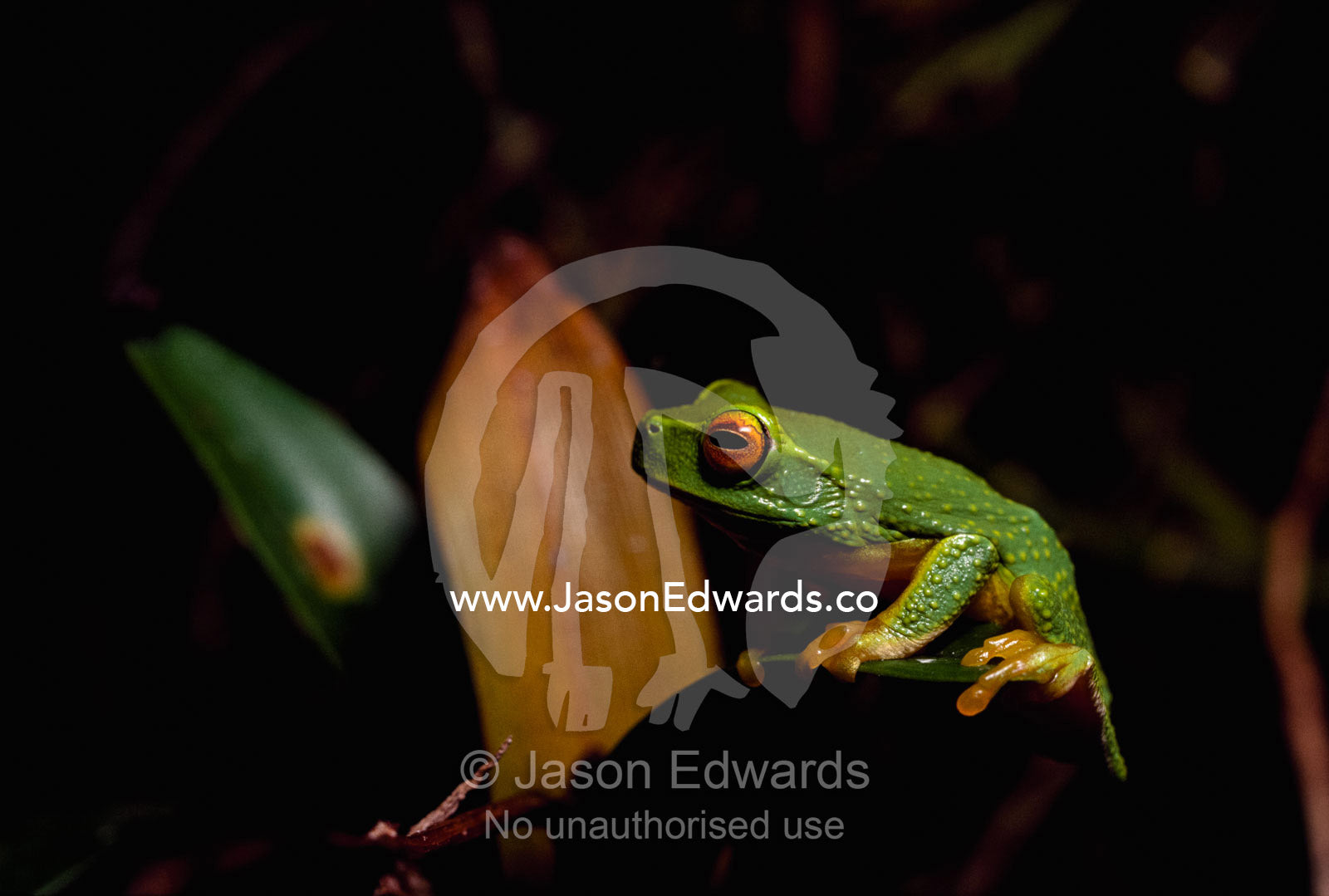 A tree frog perched atop a leaf. Australia.