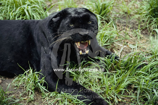A growling captive black leopard (Panthera pardus). Melbourne Zoo, Melbourne, Victoria, Australia.
