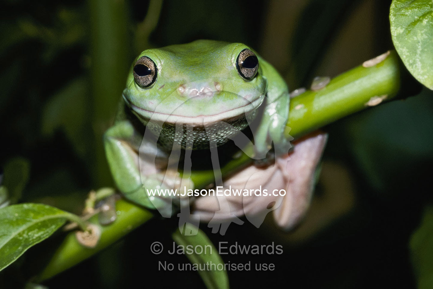A close view of a green tree frog (Hyla cinerea). Queensland, Australia.