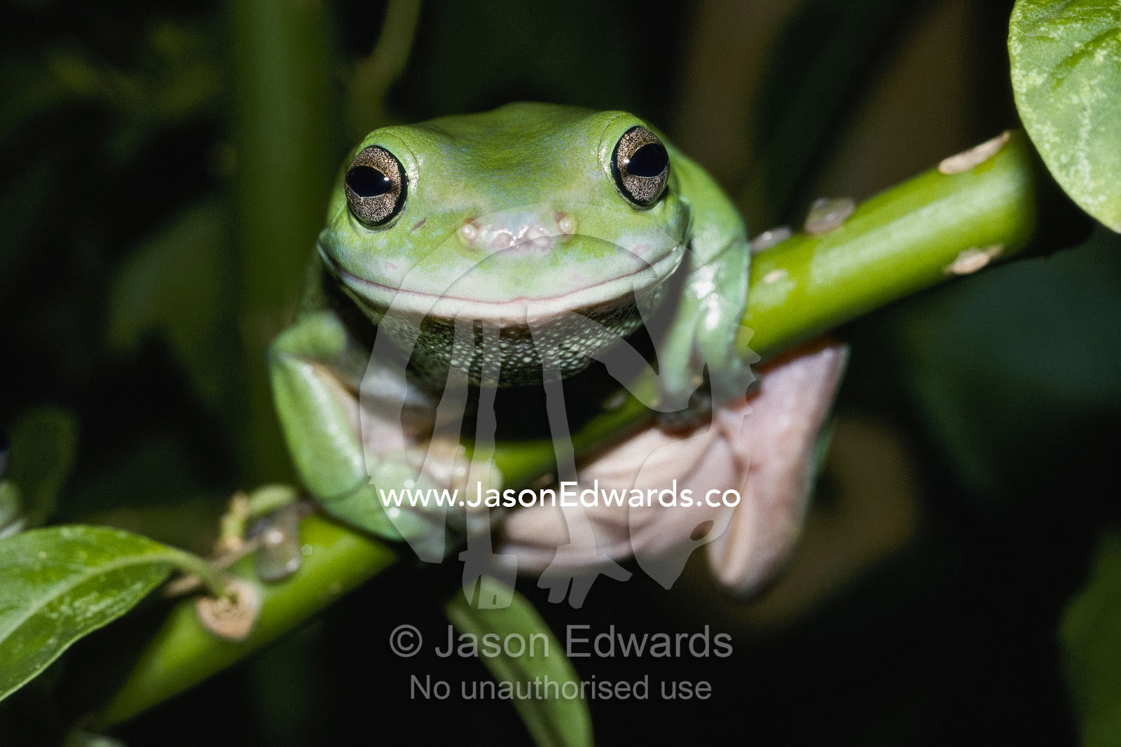 A close view of a green tree frog (Hyla cinerea). Queensland, Australia.