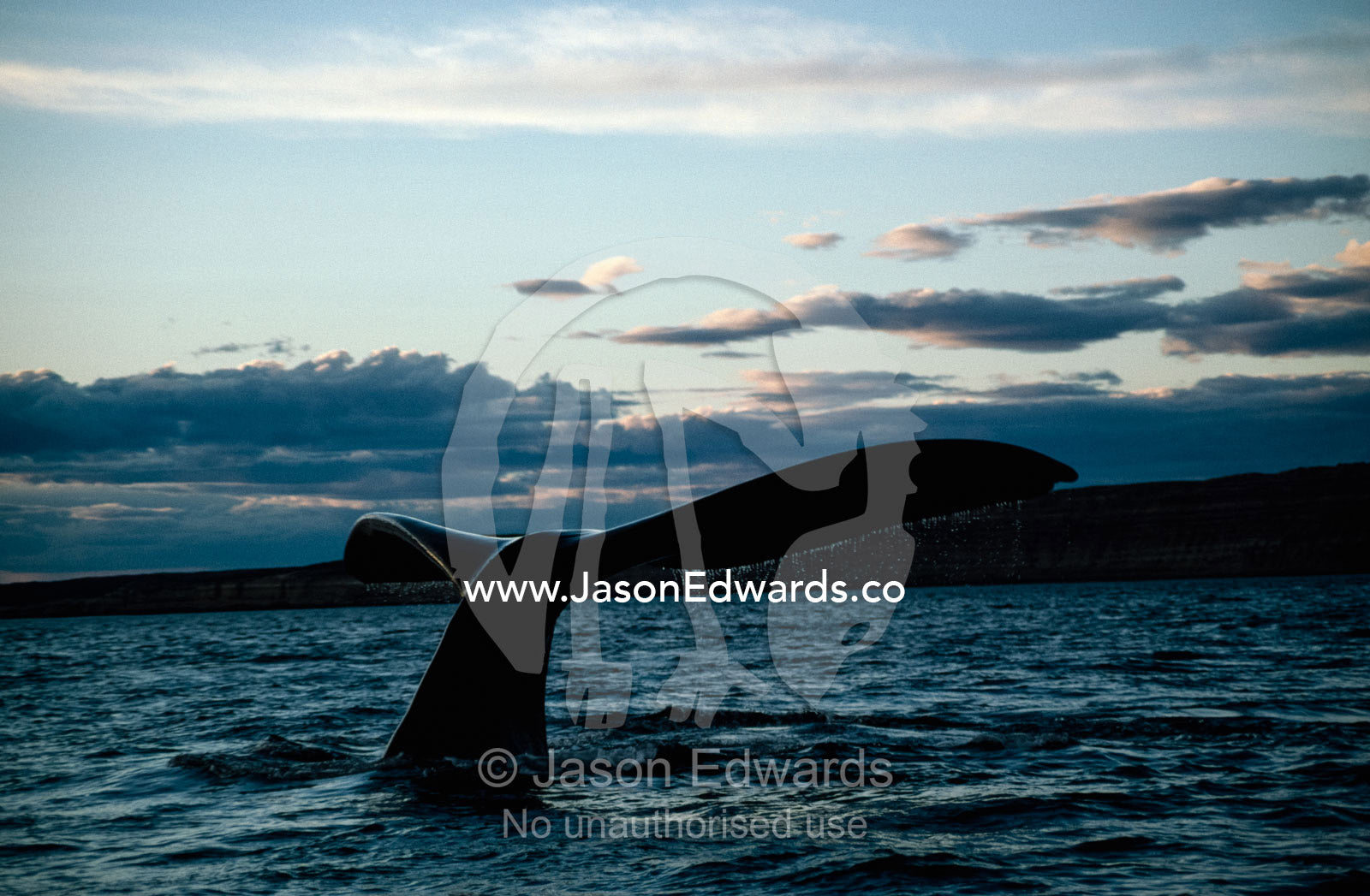 The fluke of a southern right whale (Eubalaena australis) at sunset. Peninsula Valdez, Patagonia, Argentina.