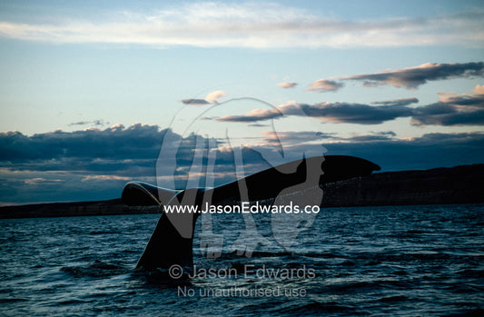 The fluke of a southern right whale (Eubalaena australis) at sunset. Peninsula Valdez, Patagonia, Argentina.