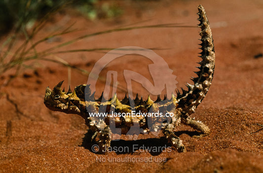 A thorny devil lizard makes it way across the arid landscape. Unnamed Conservation Park, South Australia, Australia.