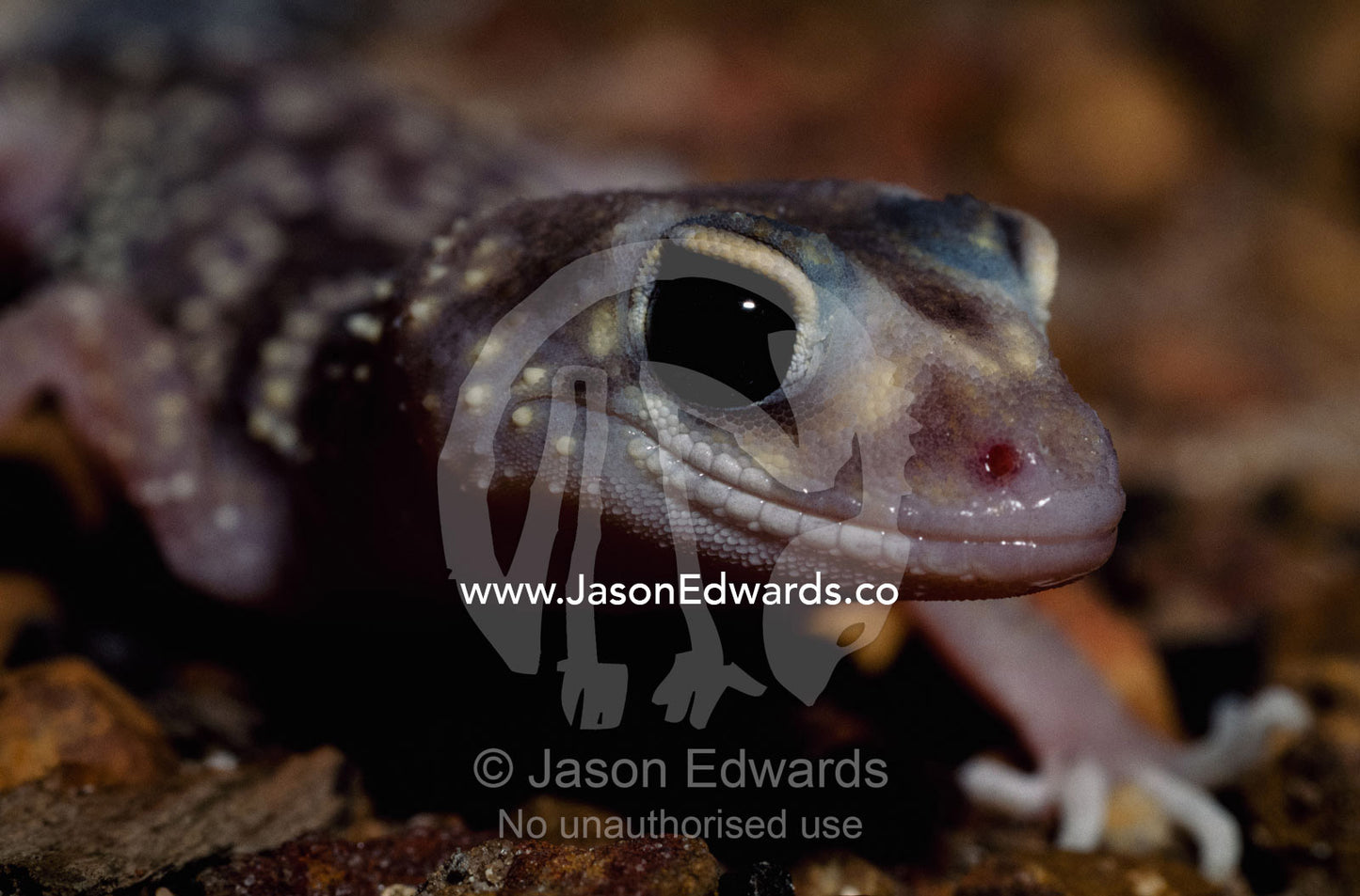 Close view of a thick-tailed gecko, a fierce nocturnal predator. Hanson Bay, Kangaroo Island, South Australia, Australia.