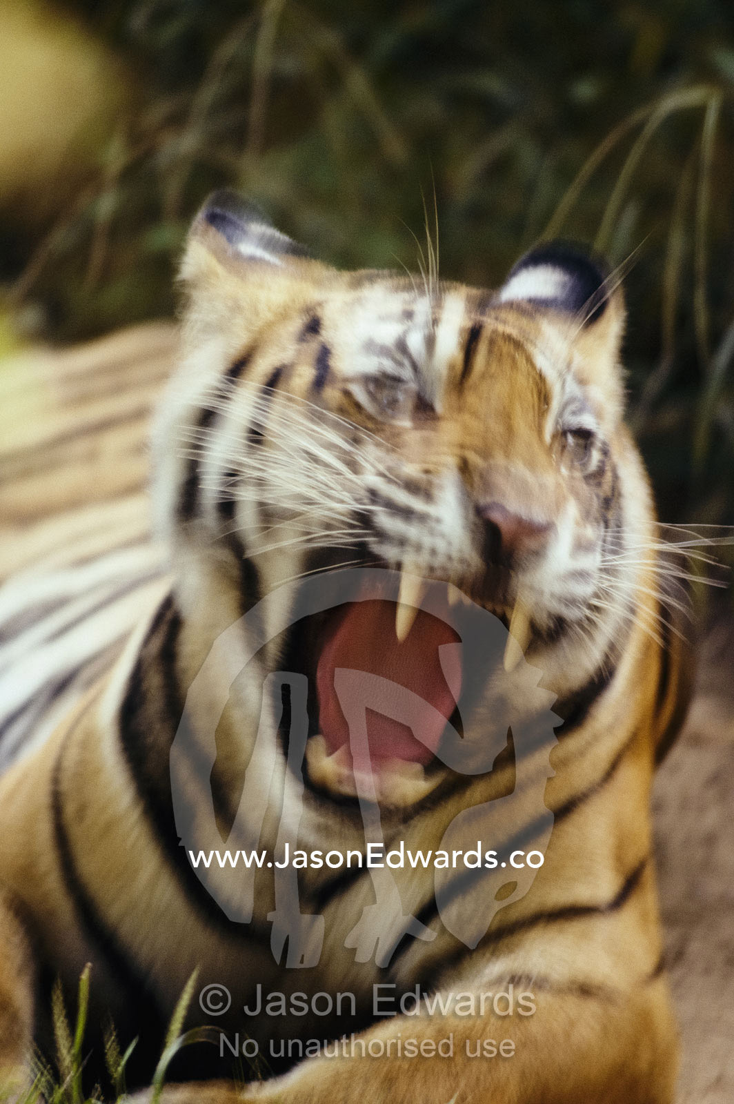 Close view of a yawning or roaring tiger (panthera tigris). Ranthambhor National Park, Rajasthan State, India.