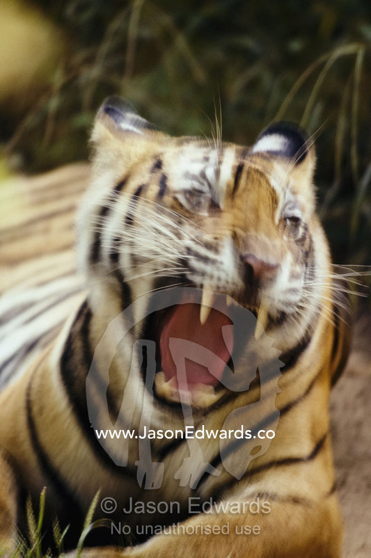 Close view of a yawning or roaring tiger (panthera tigris). Ranthambhor National Park, Rajasthan State, India.