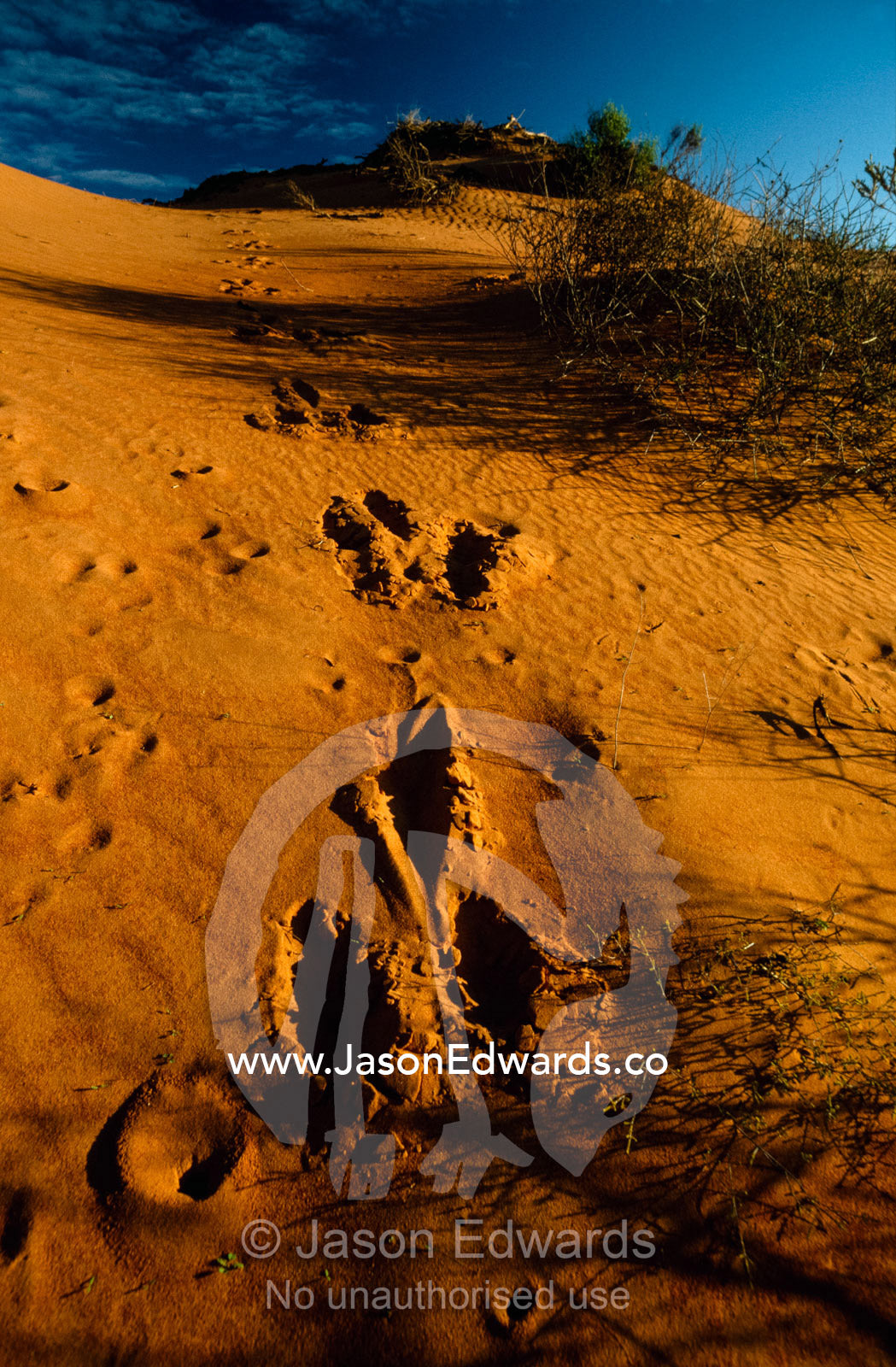 Wallaroo tracks lead over a coastal sand dune. Francois Peron National Park, Western Australia, Australia.