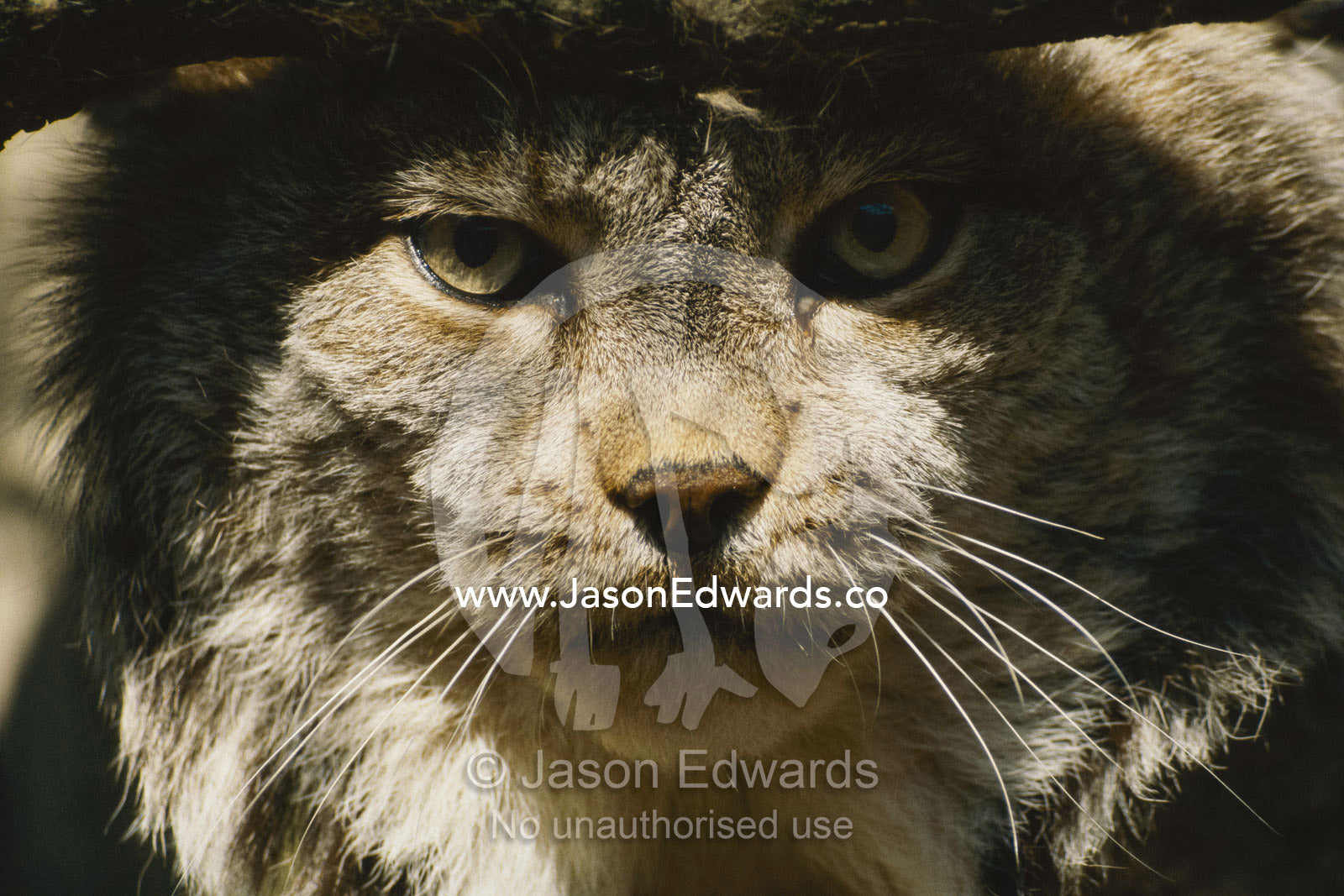 A portrait of a captive northern lynx (Felis lynx). Melbourne Zoo, Melbourne, Victoria, Australia.