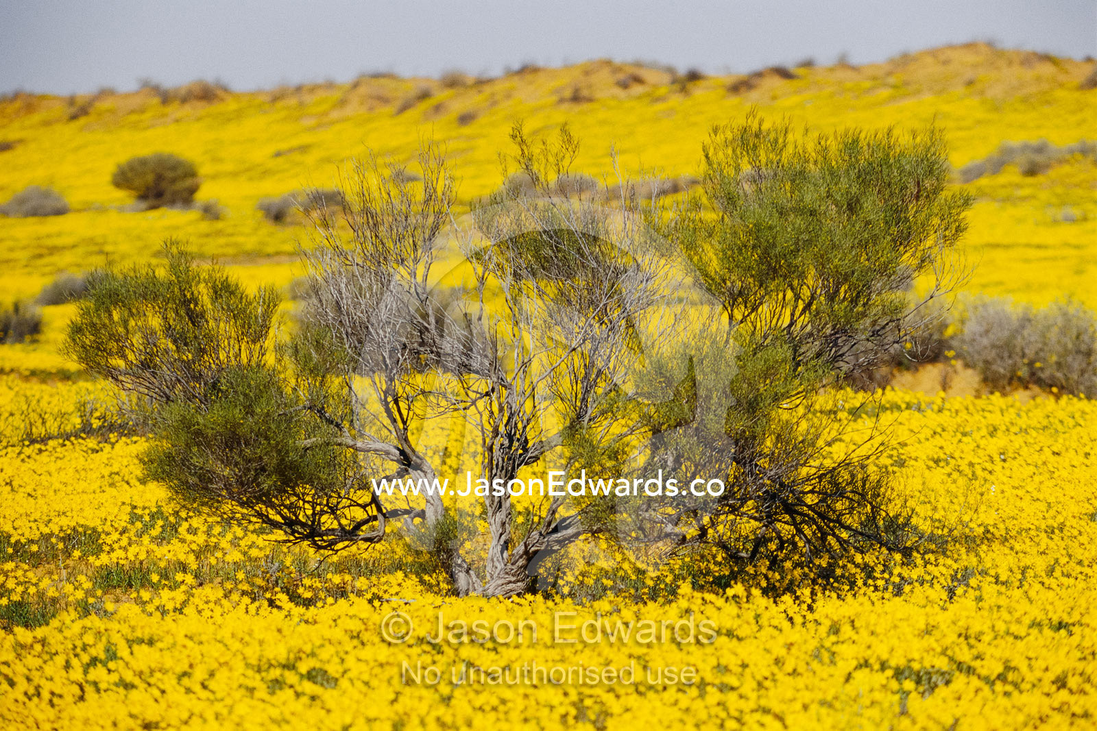 Wildflowers blanket Simpson Desert sand dunes after rare rainstorms. Simpson Desert National Park, South Australia, Australia.