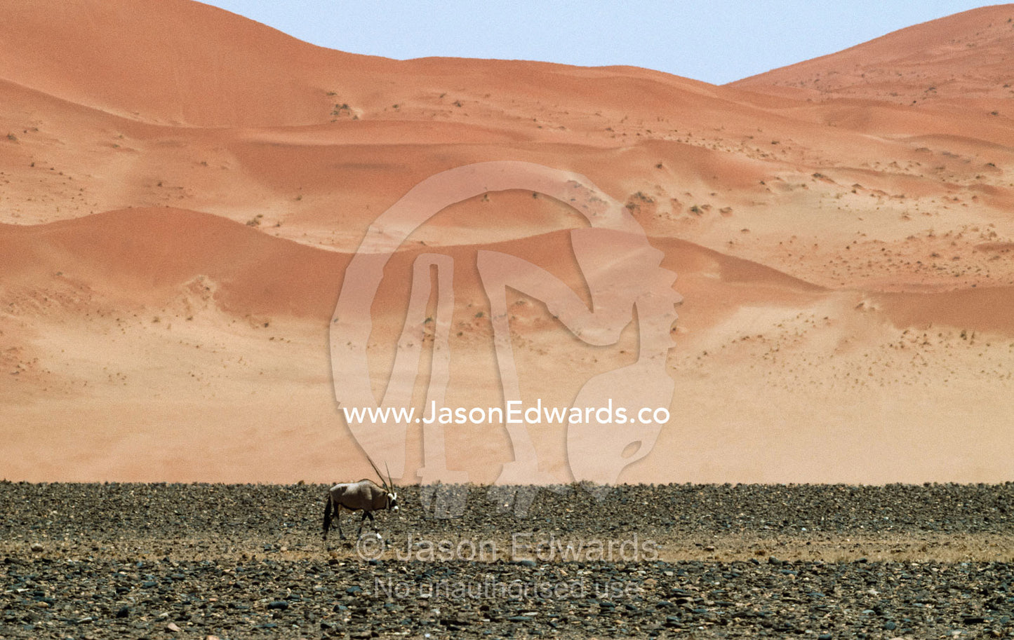Sand dunes rise above a  gemsbok crossing a volcanic rock plain. Sossussvlei, Namibia.