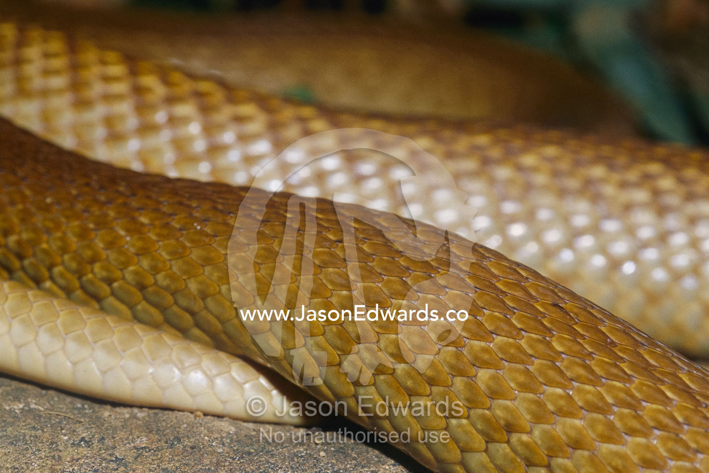 Close view of the body of a venmous coastal taipan snake. Melbourne Zoo, Melbourne, Victoria, Australia.