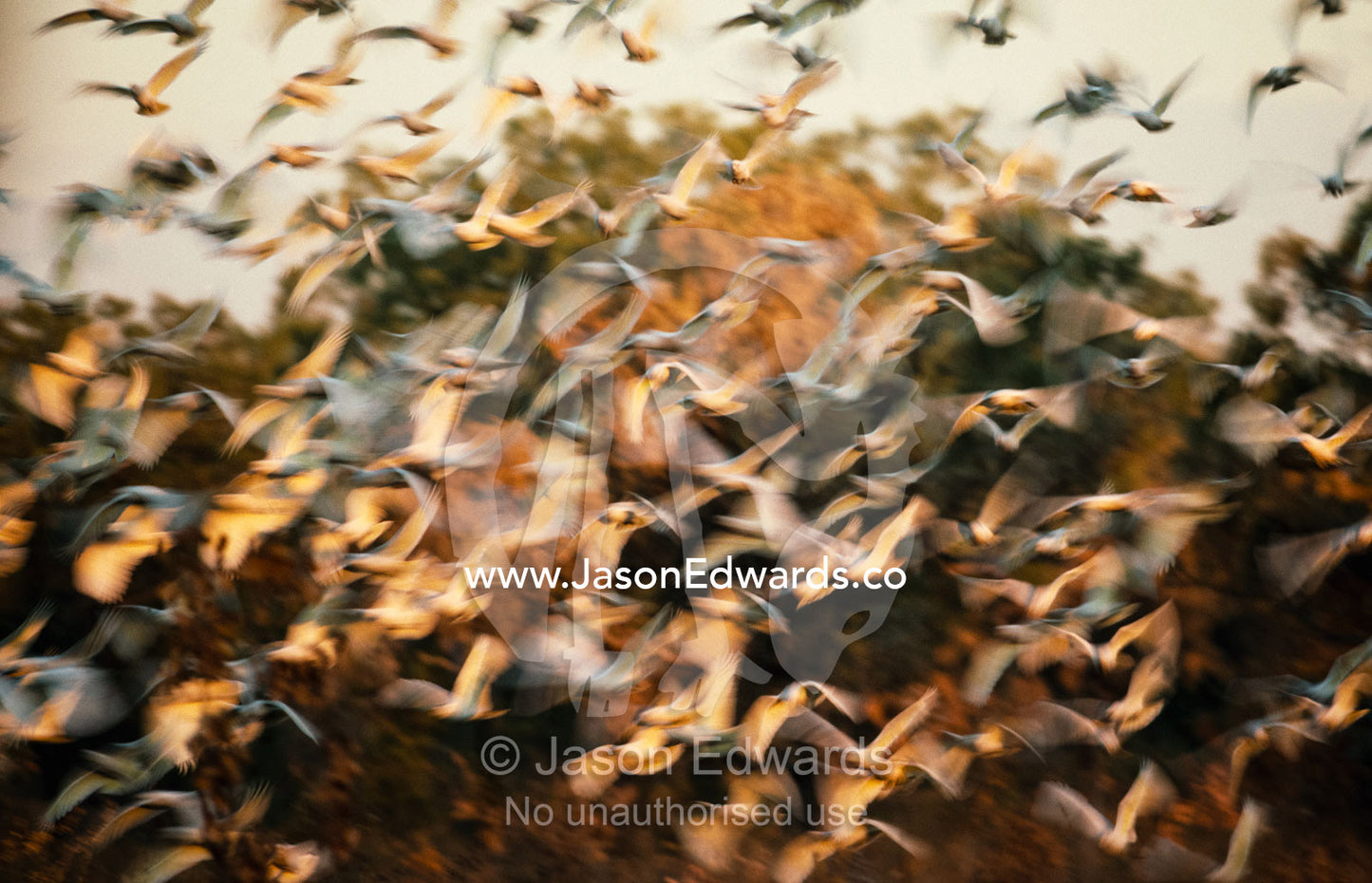 A flock of little corella cockatoos take flight at sunset. Kimberley Ranges, Western Australia, Australia.