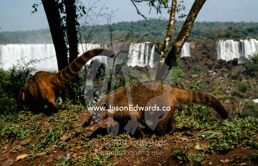 A pair of ring-tailed coatimundis forage for food near Iguacu Falls. Iguacu Falls, Brazil.