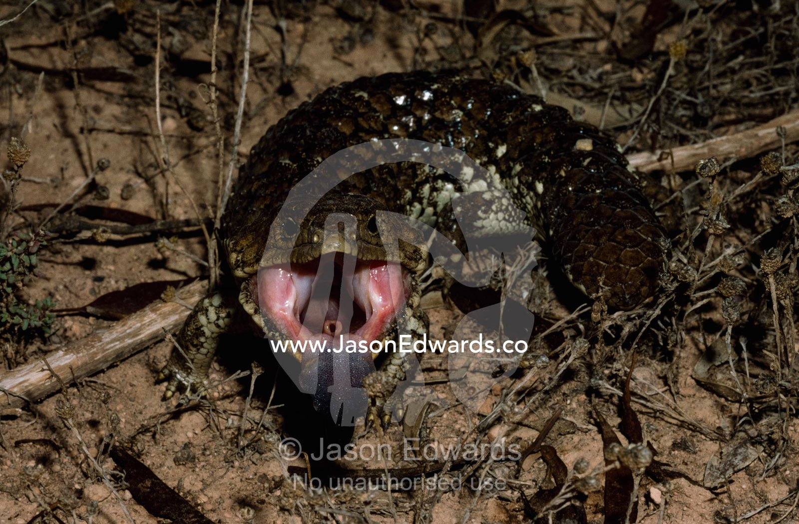 A shingleback lizard flares its tongue and jaw in a defensive posture. Coorong National Park, South Australia, Australia.