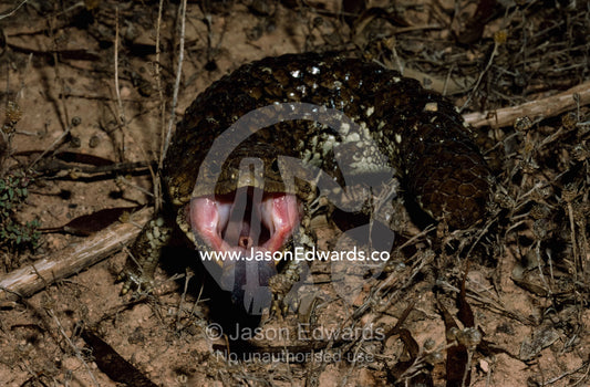 A shingleback lizard flares its tongue and jaw in a defensive posture. Coorong National Park, South Australia, Australia.