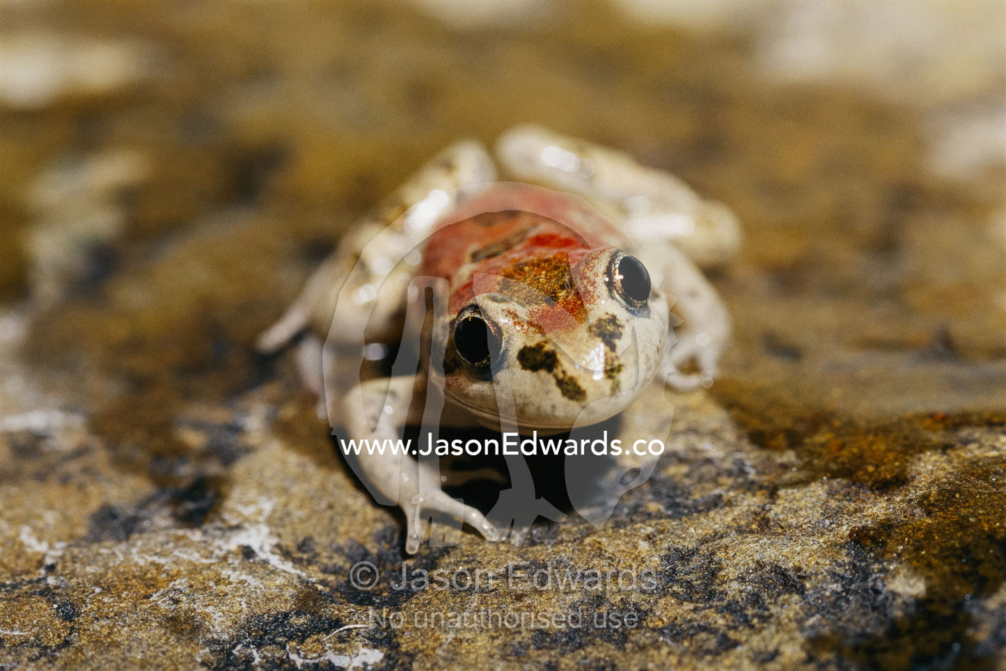 Close view of a rare red morph spotted grass frog. Victoria, Australia.