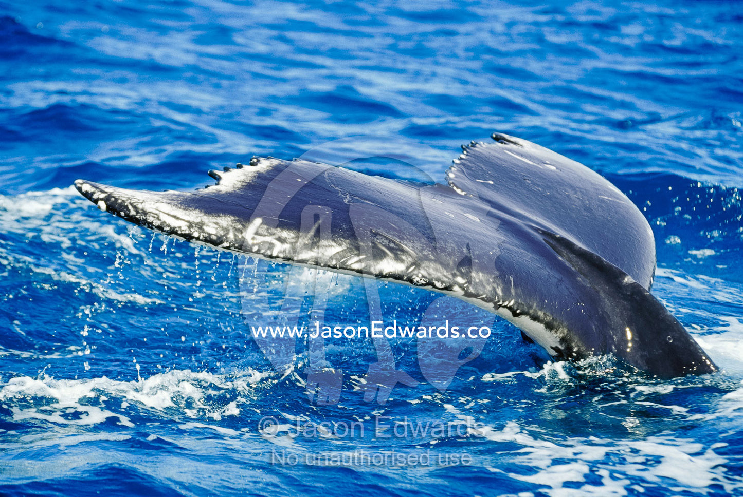 A Vulnerable Southern Humpback Whale tail flukes dive in to the ocean. Platypus Bay, Hervey Bay, Queensland, Australia.