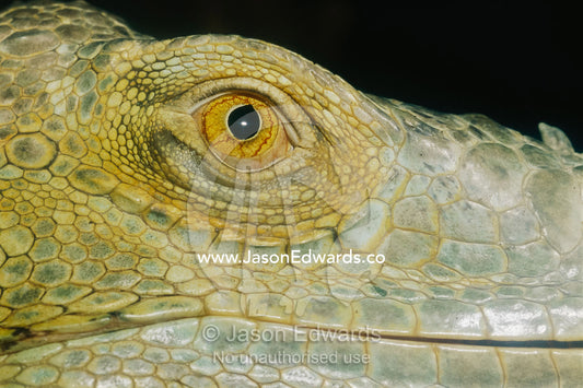 A close view of the eye of a green iguana. Victoria, Australia.