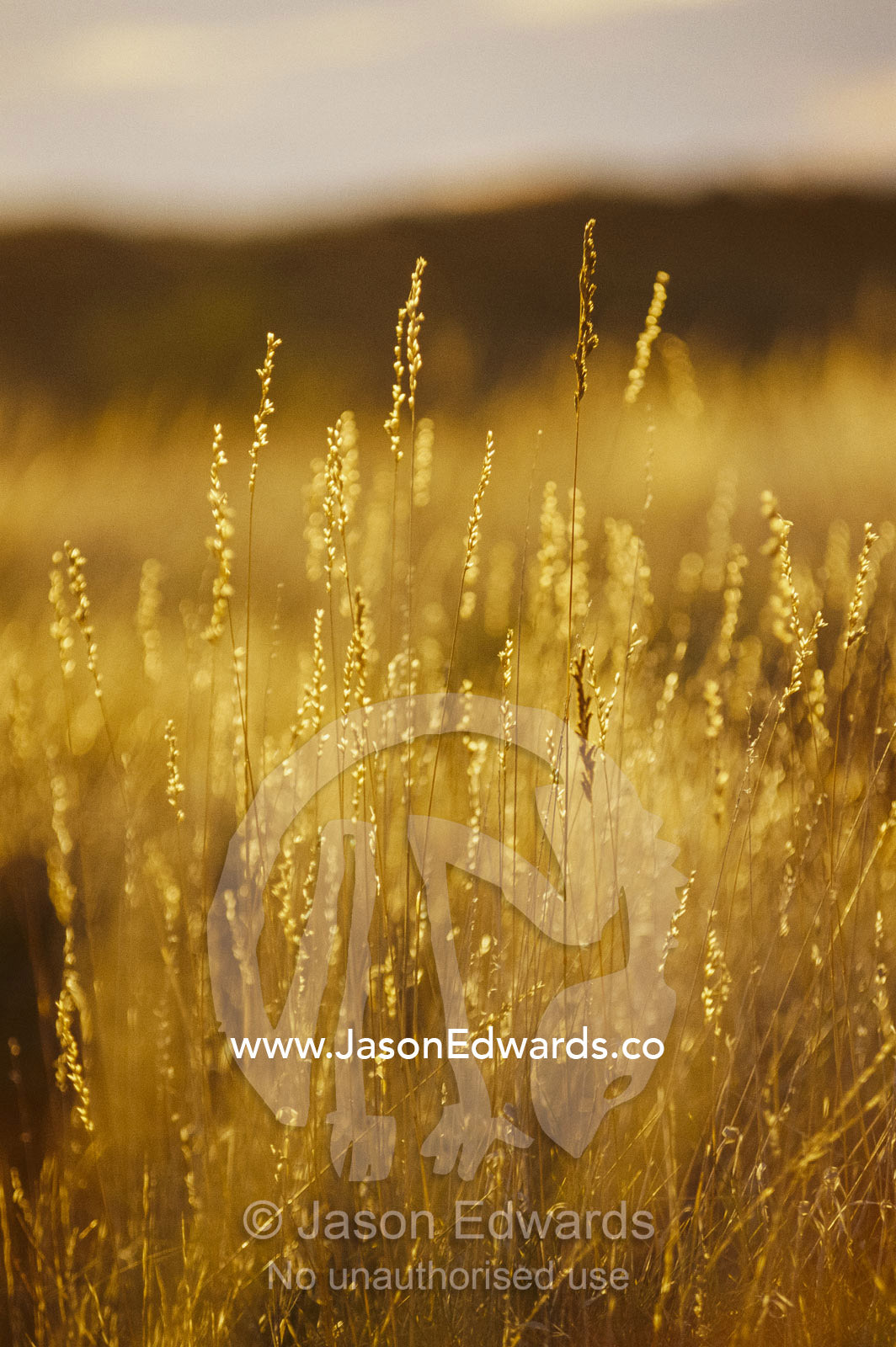 Seeding spinifex grass lit by the late day sun. Simpson Desert Conservation Park, South Australia, Australia.