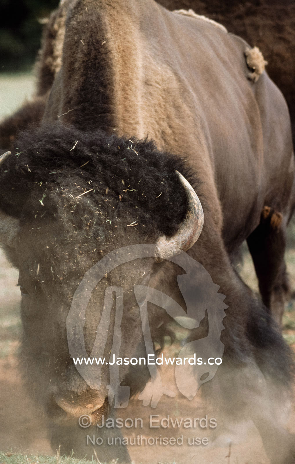 An American bison stamps his feet as he prepares to charge. Victoria, Australia.
