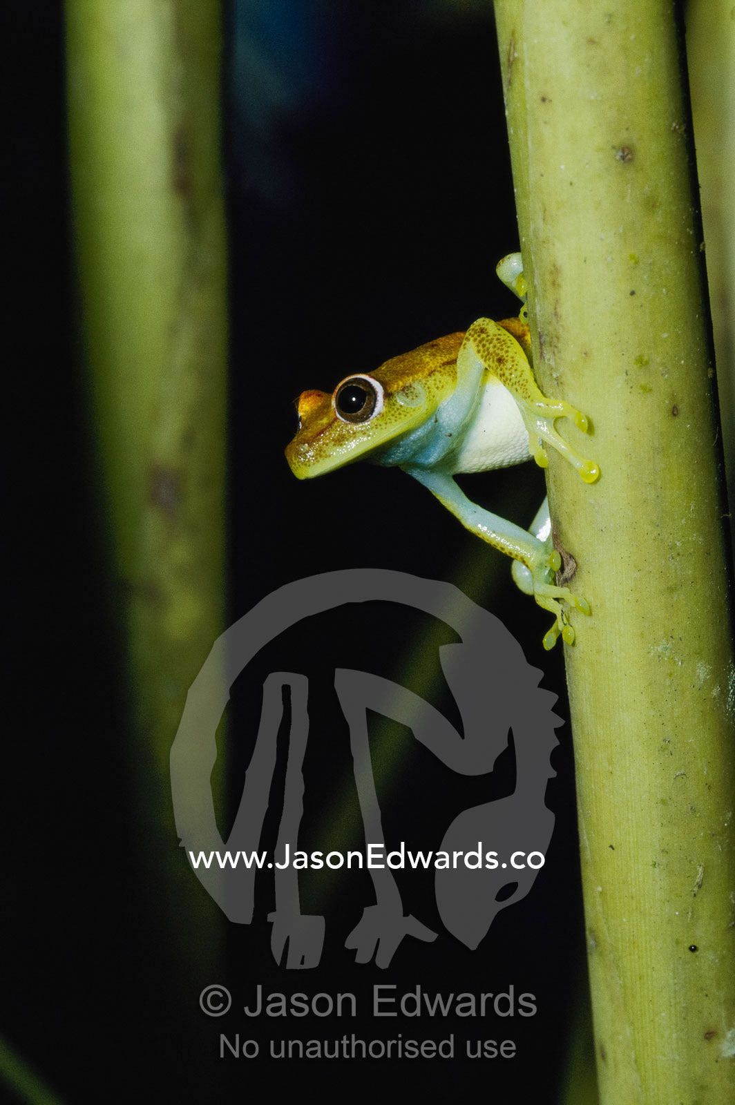 A common polkadot tree frog in its red-spotted night coloration. Amazon River Basin, Peru.