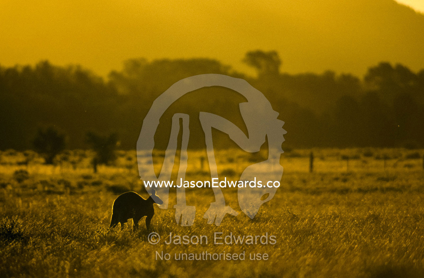 A large male red kangaroo silhouetted at sunset. Flinders Ranges National Park, South Australia, Australia.
