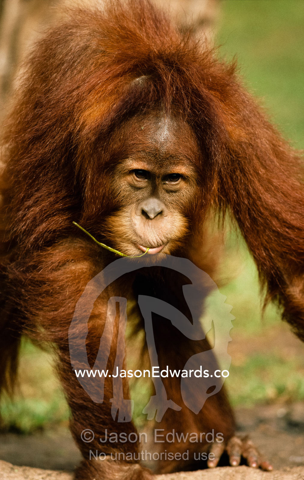 Close view of a young, inquisitive female Sumatran orangutan. Zoological Board of Victoria, Victoria, Australia.