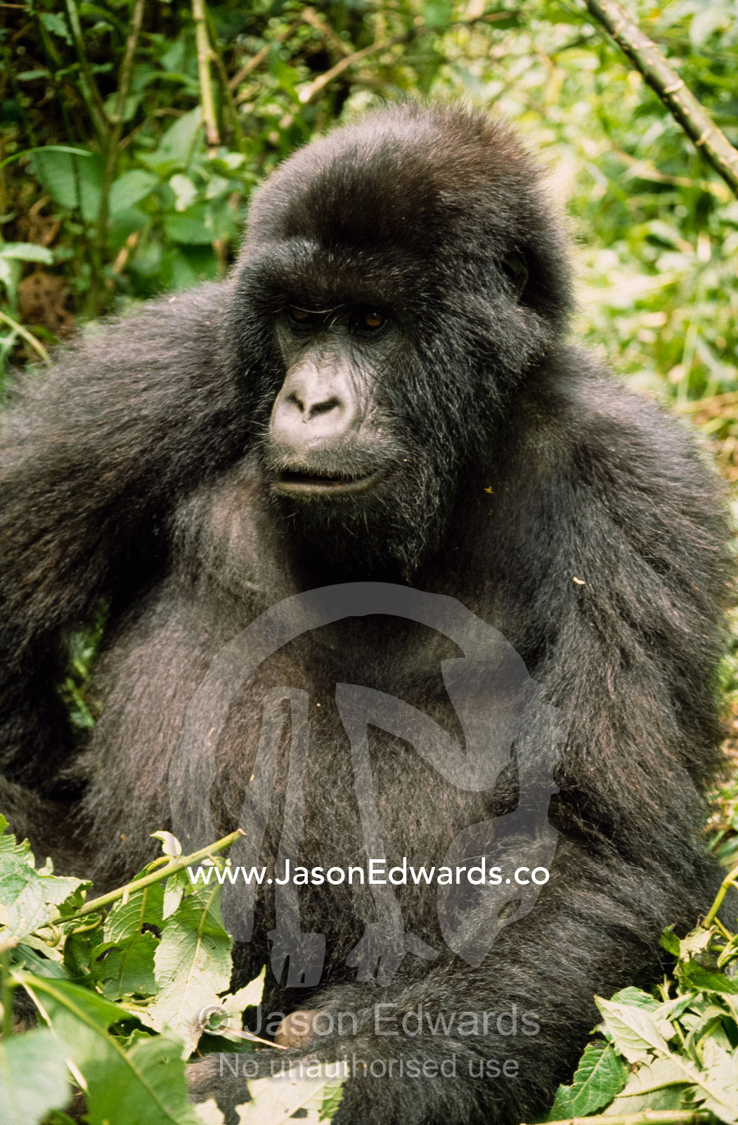 Portrait of an adolescent mountain gorilla (Gorilla gorilla beringei). Virunga National Park, Democratic Republic of the Congo, Africa.