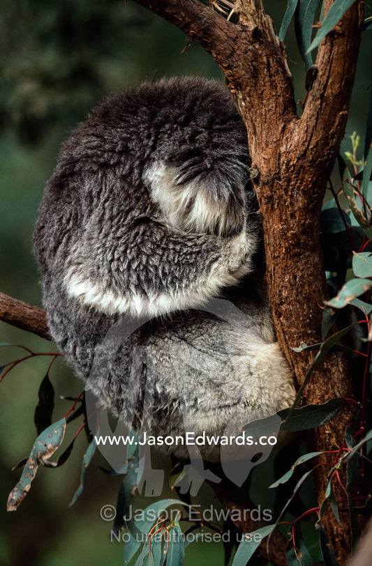 A koala sleeps in a tree after weathering a rainstorm. Yarra Ranges National Park, Victoria, Australia.